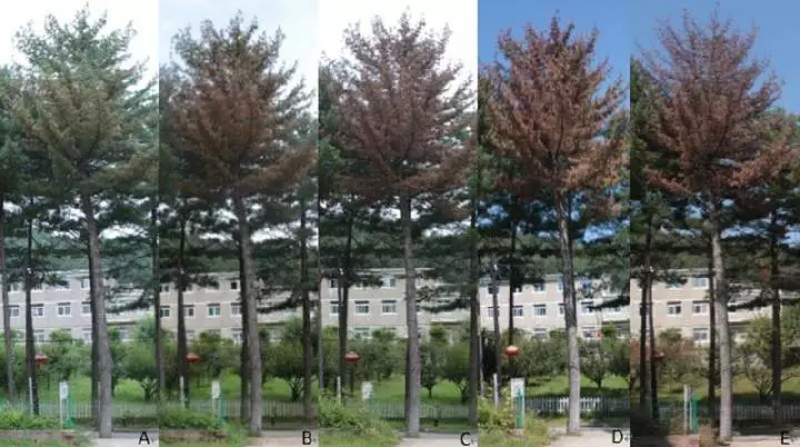 d88z6(й)ٷվ